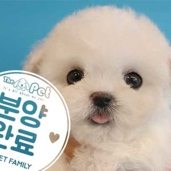 비숑프리제 ♀ 1.28 분양완료