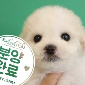 비숑프리제 ♂ 11.04 분양완료