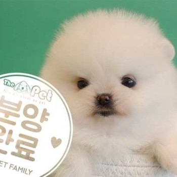 포메라니안 ♀ 11.18 분양완료