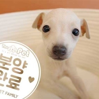 이탈리안그레이하운드 ♀ 4.24 분양완료