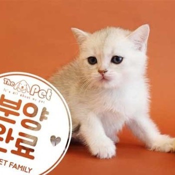 브리티쉬숏헤어 ♂ 4.22 분양완료