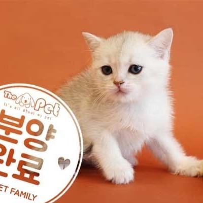 브리티쉬숏헤어 ♂ 4.22 분양완료