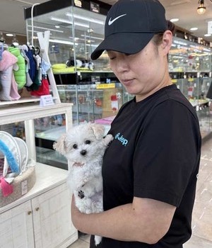 비숑프리제 분양후기 [24.7.20]