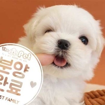 말티즈 ♂ 10.28 분양완료
