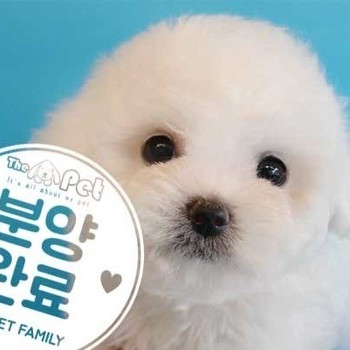 비숑프리제 ♀ 6.1 분양완료