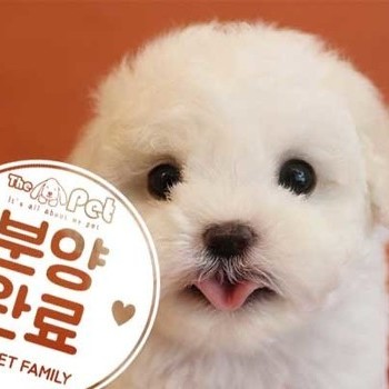 비숑프리제 ♂ 4.23 분양완료