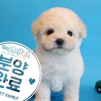 비숑프리제 ♀ 3.8 분양완료