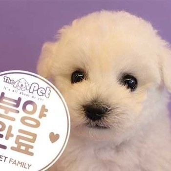 비숑프리제 ♀ 9.24 분양완료