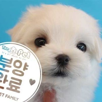 말티즈 ♀ 4.18 분양완료