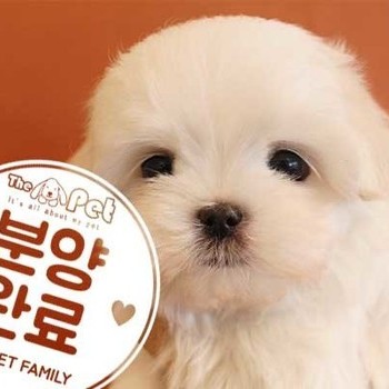 말티즈 ♂ 12.21 분양완료