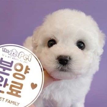 비숑프리제 ♂ 8.24 분양완료
