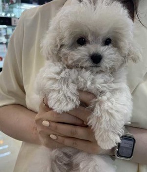 푸들 분양후기 [24.5.1]