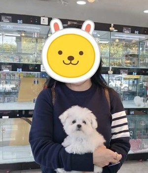 비숑프리제 분양후기 [24.10.2]