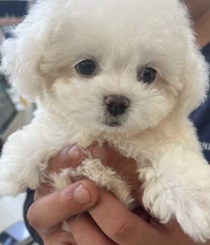비숑프리제 분양후기 [24.6.26]