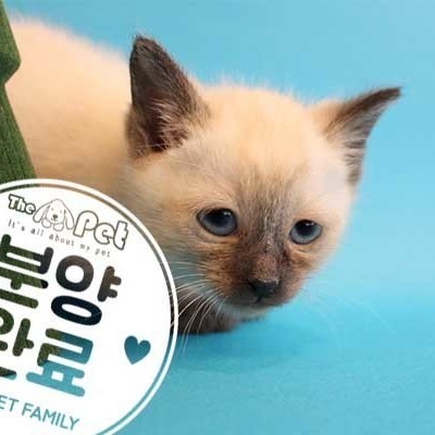 샴 ♀ 1.22 분양완료