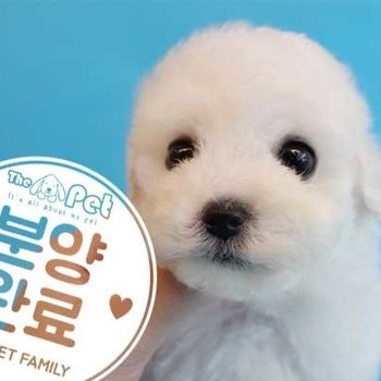 비숑프리제 ♂ 4.16 분양완료