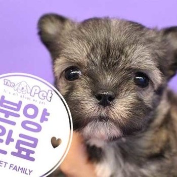 몰키 ♀ 9.24 분양완료