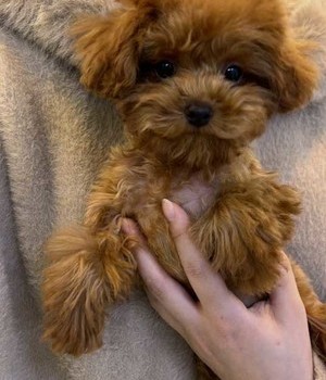 푸들 분양후기 [24.11.7]