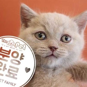 브리티쉬숏헤어 ♀ 10.18 분양완료