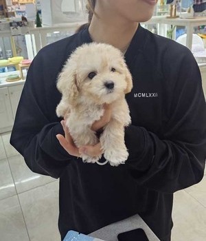 푸들 분양후기 [24.5.10]