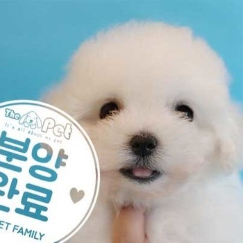 비숑프리제 ♀ 5.30 분양완료