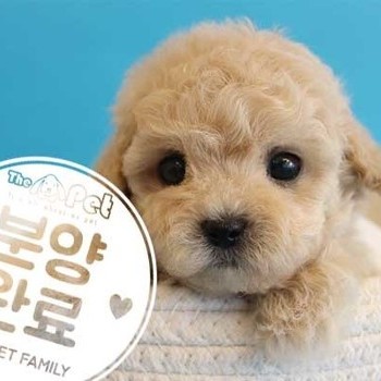 말티푸 ♂ 1.13 분양완료