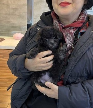 푸들 분양후기 [24.3.1]