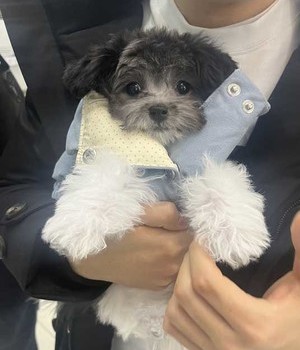 말티푸 분양후기 [24.1.19]
