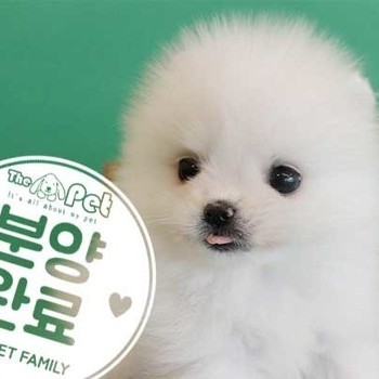 포메라니안 ♀ 2.9 분양완료