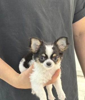 치와와 분양후기 [24.8.26]