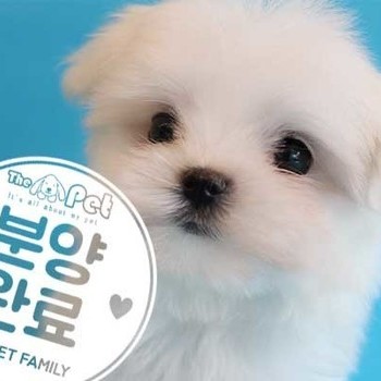  말티즈 ♂ 8.9 분양완료