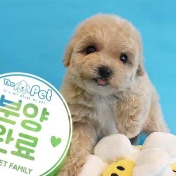 푸숑 ♀ 3.2 분양완료