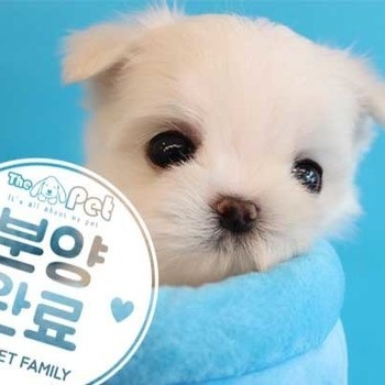말티즈 ♂ 5.3 분양완료