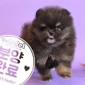 포메라니안 ♂ 8.27 분양완료