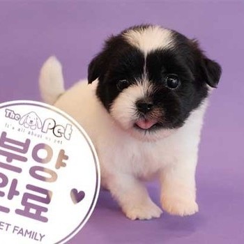 츄숑 ♂ 7.23 분양완료