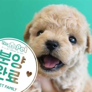 말티푸 ♂ 10.05 분양완료