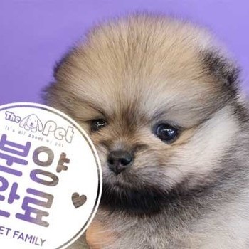  포메라니안 ♀ 9.24 분양완료