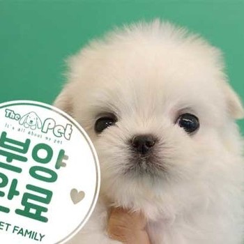 말티즈 ♂ 09.15 분양완료