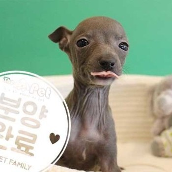 이탈리안그레이하운드 ♀ 11.18 분양완료