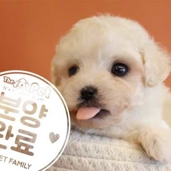 푸들 ♂ 12.1 분양완료