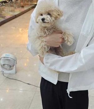 푸들 분양후기 [24.6.24]