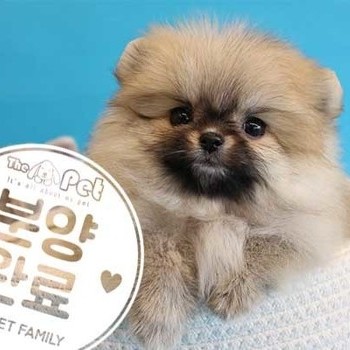 포메라니안 ♀ 11.09 분양완료