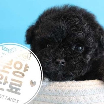 푸들 ♂ 11.11 분양완료