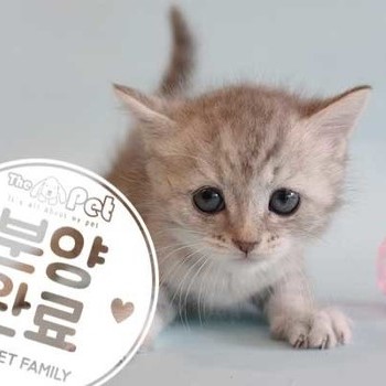 브리티쉬숏헤어 ♀ 7.9 분양완료