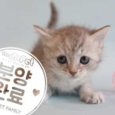 브리티쉬숏헤어 ♀ 7.9 분양완료