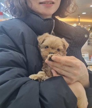 말티푸 분양후기 [24.2.5]
