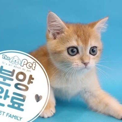 브리티쉬숏헤어 ♀ 1.24 분양완료