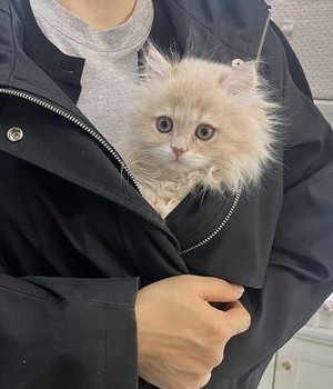페르시안 분양후기 [24.3.19]