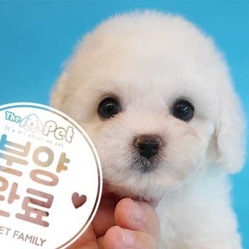 비숑프리제 ♀ 6.18 분양완료