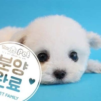 비숑프리제 ♂ 5.4 분양완료